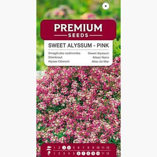 Alysse Odorant - Rose - Compacte au parfum de miel intense - Lobularia maritima