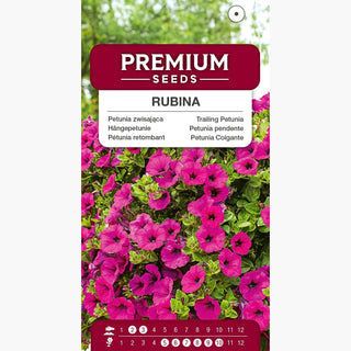 Pétunia Retombant Rubina - Cascades de fleurs abondantes, culture très facile - Petunia x hybrida pendula