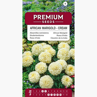 Rose d'Inde - Crème - Fleurs délicates : crème et blanche, pleines de beauté ! - Tagetes erecta