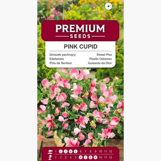 Pois de Senteur - Pink Cupid - Fleurs dans une nuance pastel de rose - Lathyrus odoratus