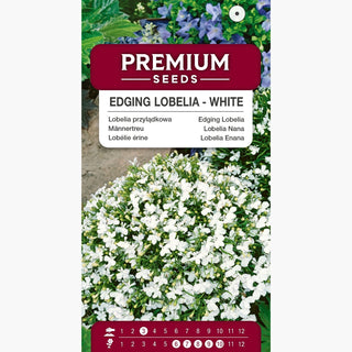 Lobélie érine - Blanc - Décoration fiable pour balcons - Lobelia erinus