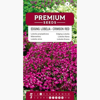 Lobélie érine - Rouge Carmin - Accent rouge intense pour massifs - Lobelia erinus