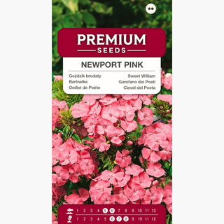 Oeillet de Poète - Newport Pink - Accent rose saumoné pour le jardin - Dianthus barbatus