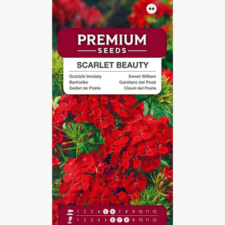 Oeillet de Poète - Scarlet Beauty - Couleur éclatante - Décoration saisissante - Dianthus barbatus