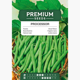 Haricot nain - Processor - Facile à récolter, idéale pour la congélation
