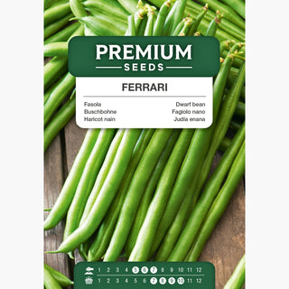 Haricot Nain Ferrari - Saveur exquise, gousses délicieuses sans fibres !