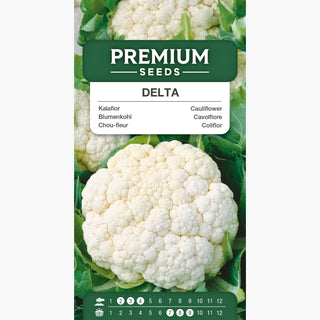 Chou-fleur Delta - Récoltes rapides, poids des têtes jusqu'à 1 kg ! - Brassica oleracea var. botrytis