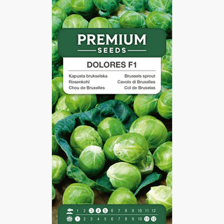 Chou de Bruxelles Dolores F1 - Résistante à la sécheresse, excellente pour soupes et salades !