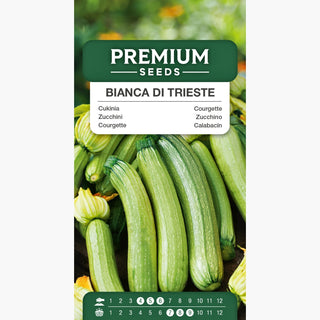 Courgette - Bianca di Trieste - Goût prononcé, culture facile - choix sain et savoureux