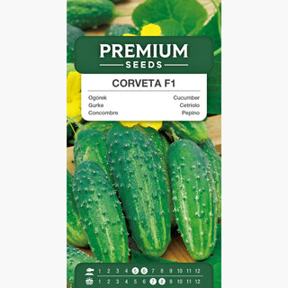 Concombre Corveta F1 - Précoce, productive, sans amertume, idéale pour salades et conserves