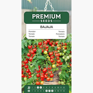 Tomate Bajaja - Parfaite pour le balcon, 750 fruits par plante