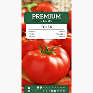 Tomate Tolek - Fruits juteux et géants, très productif