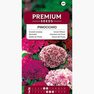 Oeillet de Poète Nain - Pinocchio - Double Mélange - Fleurs doubles en version naine - Dianthus barbatus