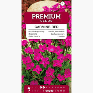 Oeillet deltoïde - Carmin Rouge - Fleurs rouges éclatantes - Dianthus deltoides