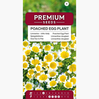 Oeuf Sur le Plat - Plante mellifère à floraison abondante - Limnanthes douglasii