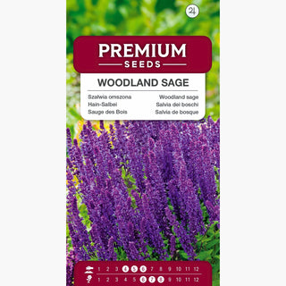Sauge des Bois - Mellifère et résistante à la sécheresse, culture facile, floraison abondante - Salvia nemorosa l.