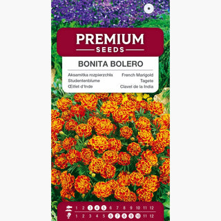 Œillet d'Inde - Bonita Bolero - Floraison longue et abondante de l'été à l'automne - Tagetes patula
