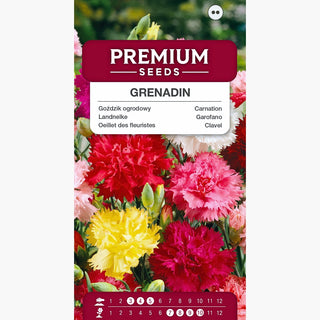 Oeillet des fleuristes - Grenadin Mélange - Mélange aux tons intenses - Dianthus caryophyllus