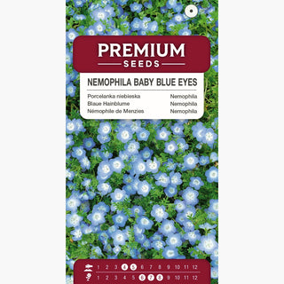 Némophile de Menzies - Bleu délicat pour pots et massifs - Nemophila menziesii
