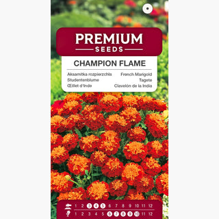 Rose d'Inde Nain - Cupido Orange - Pompons orange duveteux - Tagetes erecta