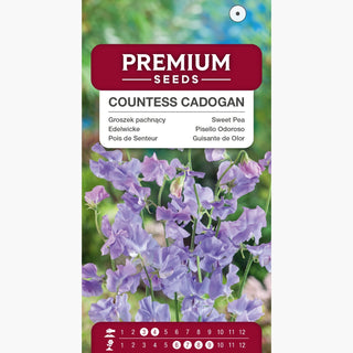 Pois de Senteur - Countess Cadogan - Fleurs aux nuances subtiles et fraîches - Lathyrus odoratus