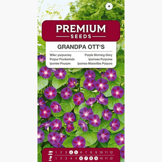 Ipomée Pourpre - Grandpa Ott's - Grandes fleurs et magnifiques feuilles en forme de cœur - Ipomoea purpurea