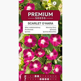 Ipomée - Scarlet O'Hara - Touche romantique au jardin - Ipomoea nil