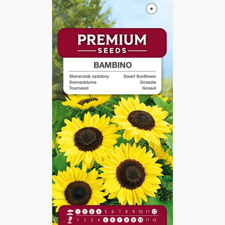 Tournesol - Bambino - Idéalement doré pour pots et balcons - Helianthus annuus