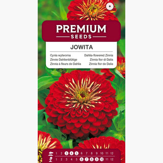 Zinnia à Fleurs de Dahlia Jowita - Grande, fleurs rouge vif, pour massifs et fleurs coupées - Zinnia elegans