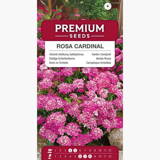 Iberis en Ombelle - Rosa Cardinal - Idéal pour les bordures, massifs et pots - Iberis umbellata