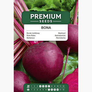 Betterave Bona - Très haute productivité, récoltes abondantes garanties !