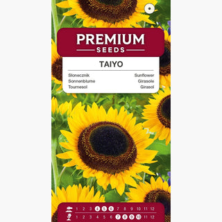 Tournesol - Taiyo - Croissance majestueuse, beau fond de massif, parfait pour bouquets - Helianthus annuus