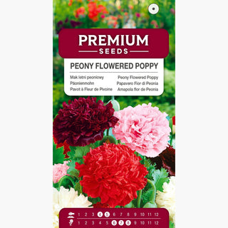 Pavot à Fleurs de Pivoine - Mélange - Spectacle de couleurs, fleurs pleines, culture facile - Papaver paeoniflorum