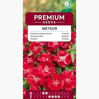 Godétia - Meteor - Effet rouge carmin intense - Godetia grandiflora
