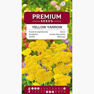 Achillée Jaune - Parfum délicat, très belle et attirant les papillons ! - Achillea filipendulina