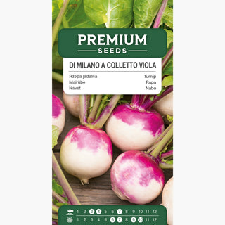 Navet Di Milano a Colletto Viola - Précoce, chair juteuse et blanche ! - Brassica rapa