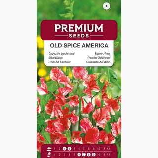 Pois de Senteur - Old Spice America - Longue période de floraison, plante grimpante spectaculaire - Lathyrus odoratus