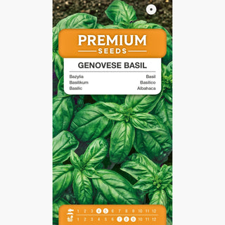 Basilic Genovese - Arôme prononcé, culture facile, bienfaits pour la santé - Ocimum basilicum