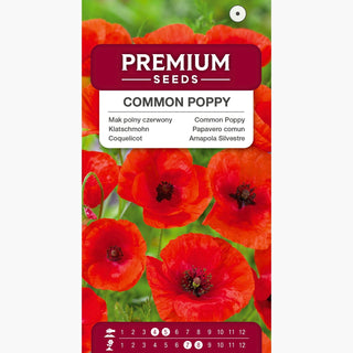 Coquelicot - Ornement flamboyant pour massifs ! - Papaver rhoeas
