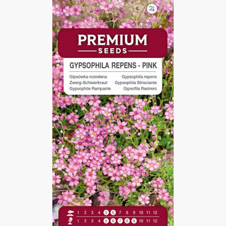 Gypsophile Rampante - Rose - Accent chaud et pastel pour massifs - Gypsophila repens