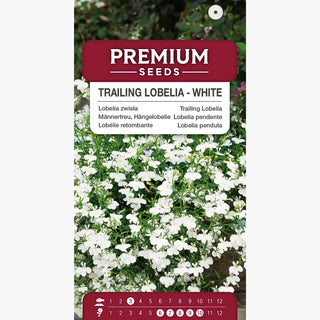 Lobélie retombante - Blanc - Élégante décoration pour terrasses et balcons - Lobelia pendula