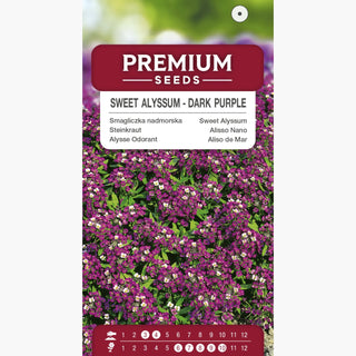 Alysse Odorant - Violet Foncé - Floraison continue tout l’été - Lobularia maritima