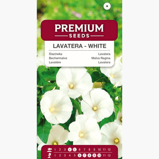 Lavatère - Blanc - Fleurs éclatantes de l’été à l’automne - Lavatera trimestris