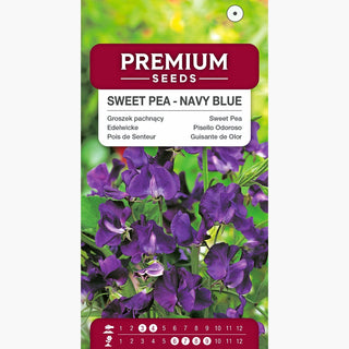 Pois de Senteur - Bleu Marine - Fleurs magnifiques attirant les papillons - Lathyrus odoratus