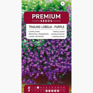 Lobélie retombante - Violet - Floraison abondante et durable - Lobelia pendula