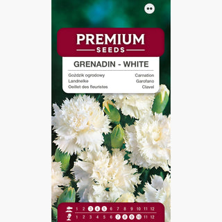 Oeillet des fleuristes - Grenadin White - Résistante aux conditions variables - Dianthus caryophyllus
