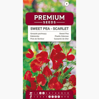 Pois de Senteur - Écarlate - Accent écarlate pour pergola - Lathyrus odoratus