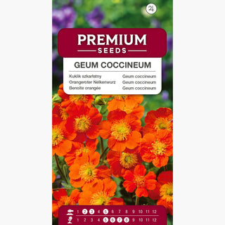 Benoîte orangée - Joaillier écarlate des massifs - Geum coccineum