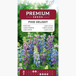 Lupin annuel - Pixie Delight - Floraison abondante tout l’été - Lupinus hartwegii