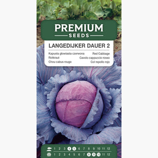 Chou cabus rouge - Langedijker Dauer 2 - Adaptée à la conservation hivernale